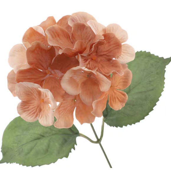 Ashland Bush Gerbe Brown Hydrangea Bush - Bundle of 6 - Picture 4 of 8